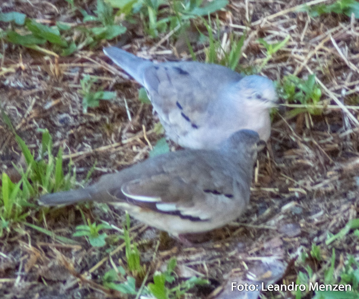 Picui Ground Dove - ML288832391
