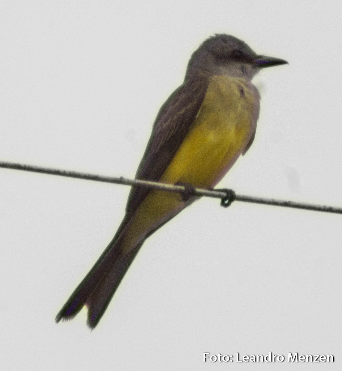 Tropical Kingbird - ML288832541