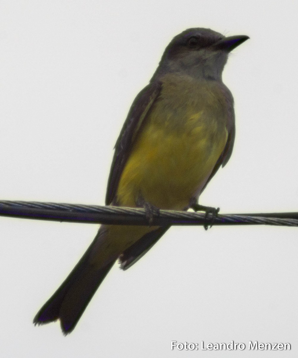 Tropical Kingbird - ML288832551