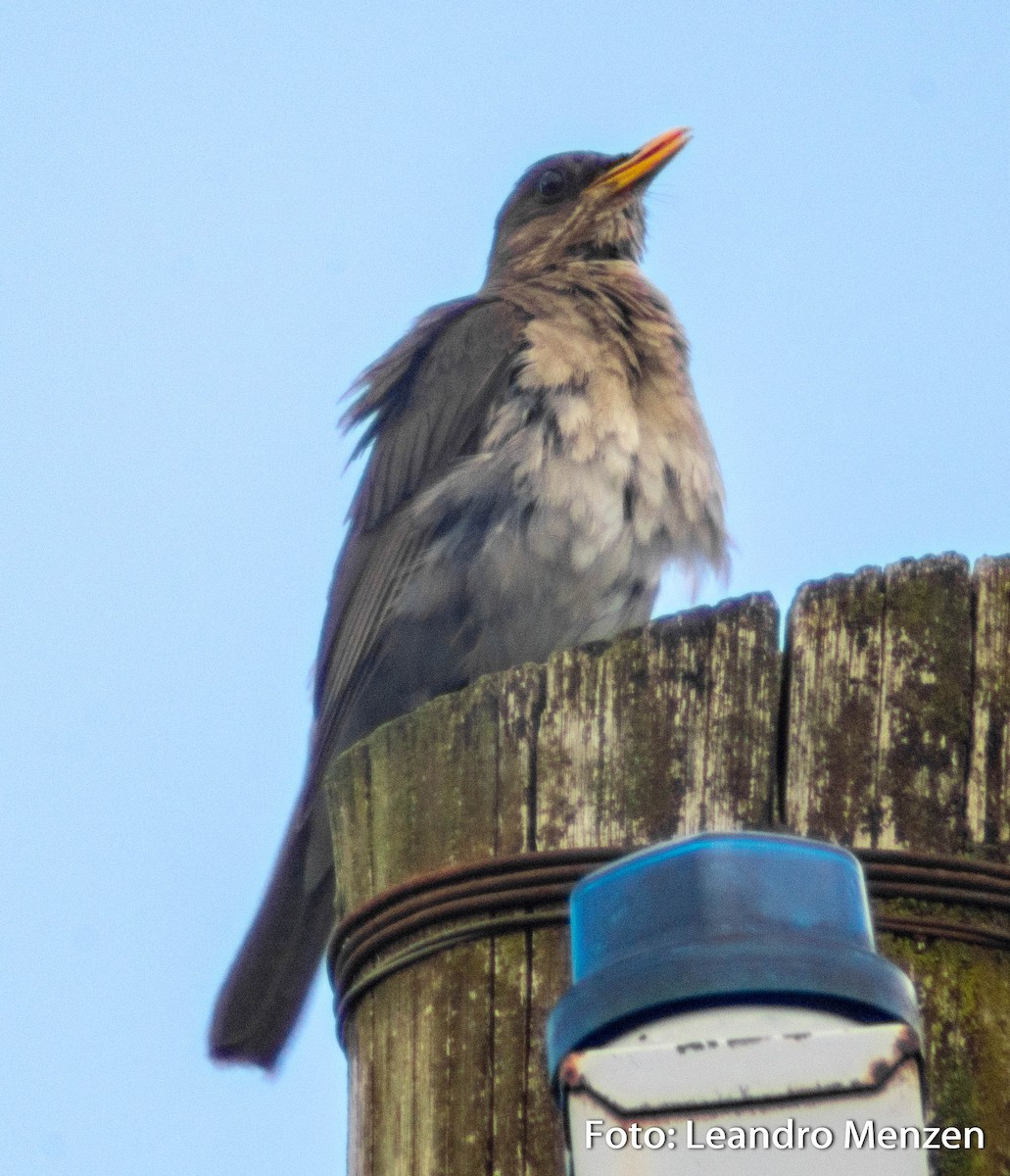 Creamy-bellied Thrush - ML288832641