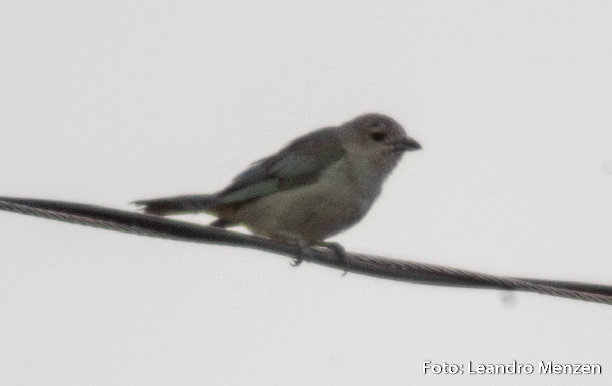 Sayaca Tanager - ML288832681