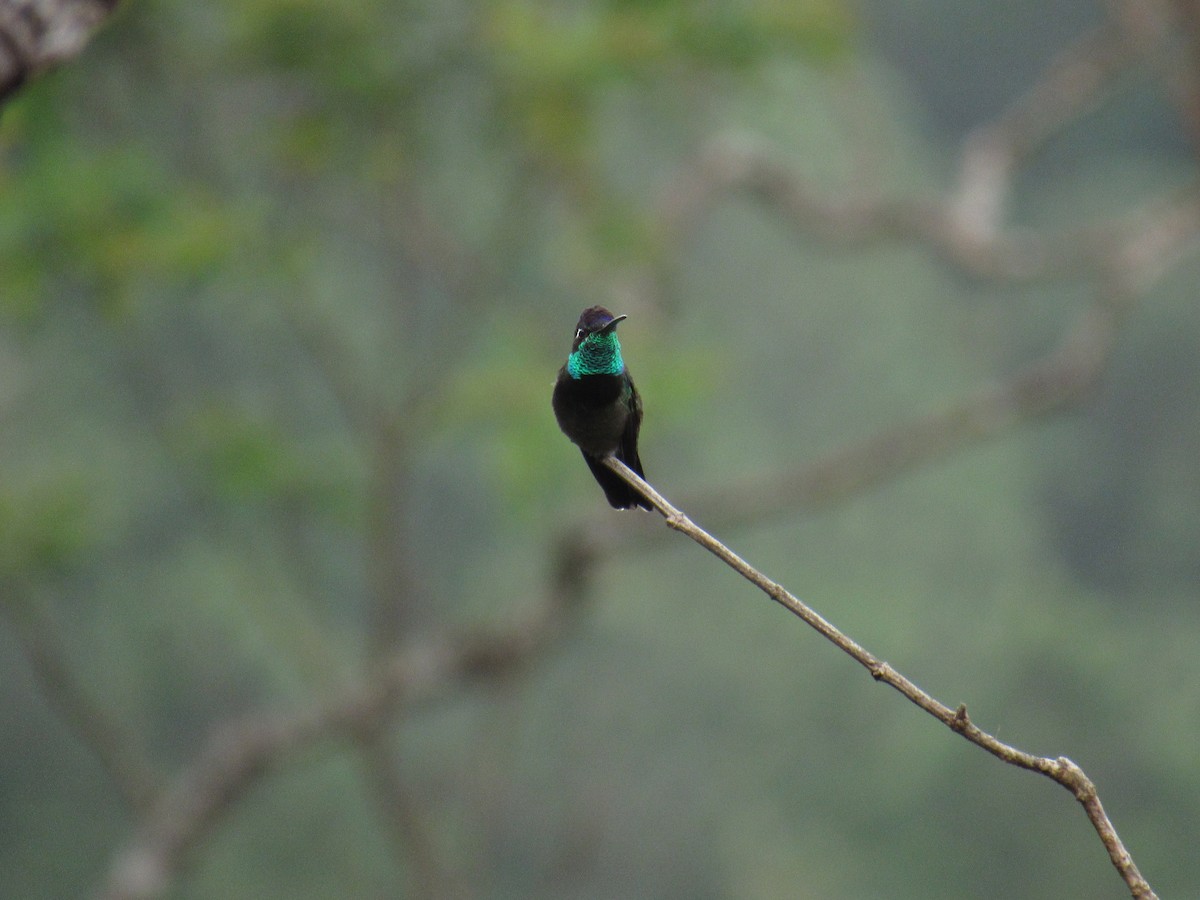 Rivoli's Hummingbird - ML288832911