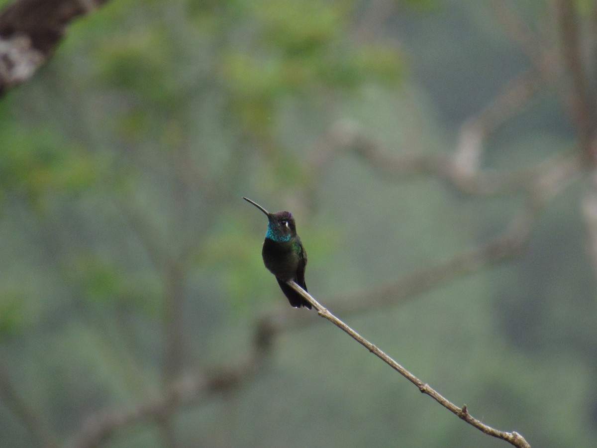 Rivoli's Hummingbird - ML288832961