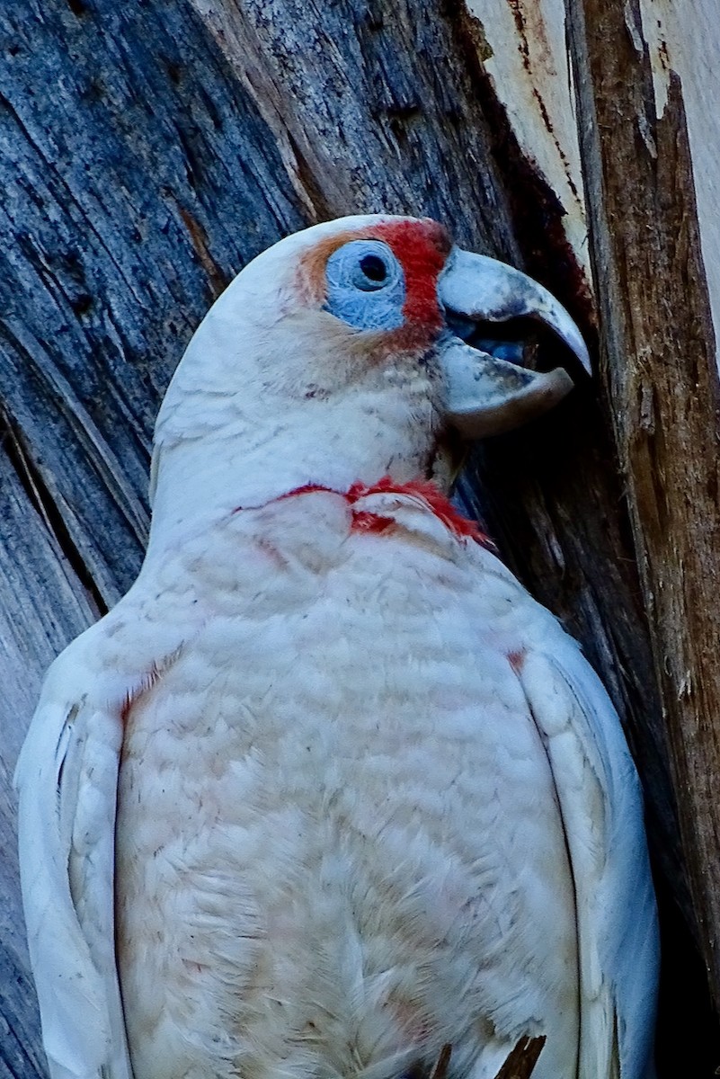 Long-billed Corella - ML288833271