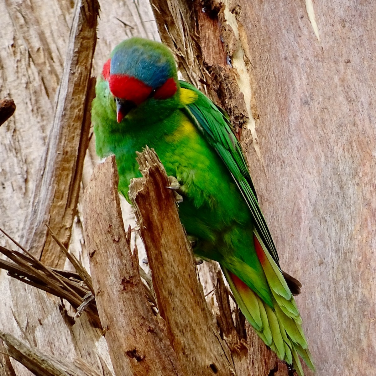 Musk Lorikeet - ML288833771