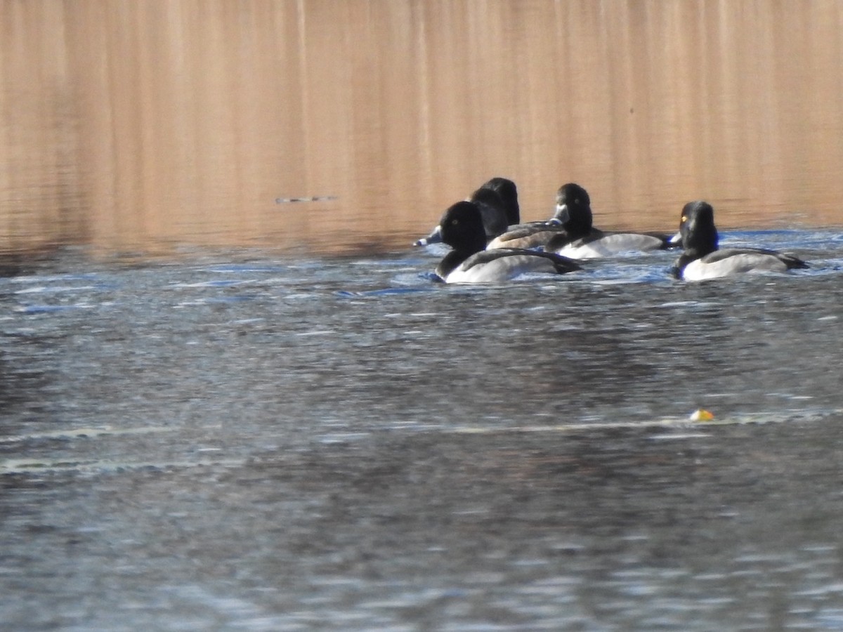 Ring-necked Duck - ML288834791