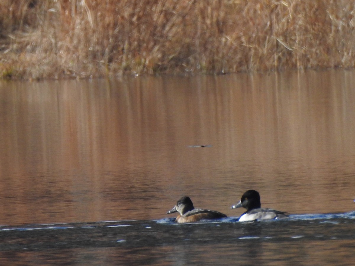 Ring-necked Duck - Bill Hooker