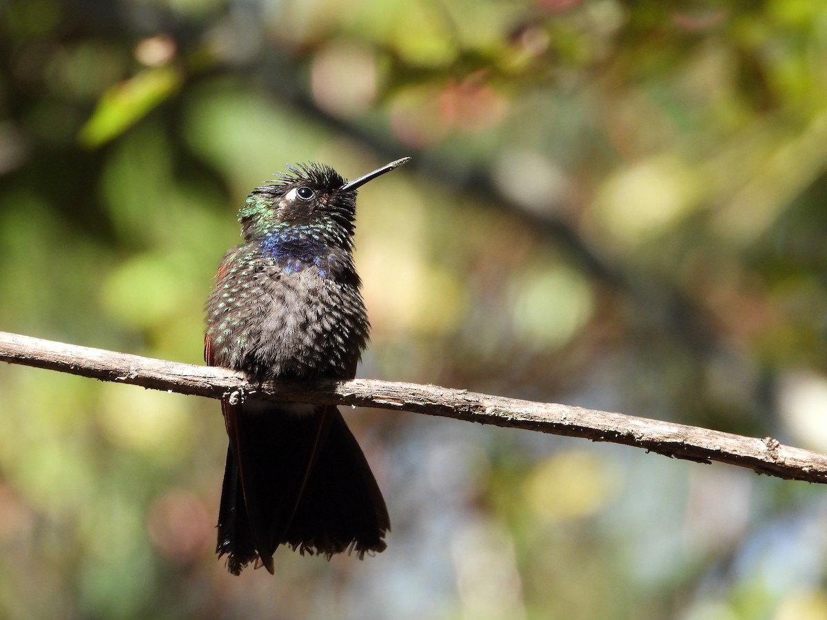 Garnet-throated Hummingbird - Adrianh Martinez-Orozco