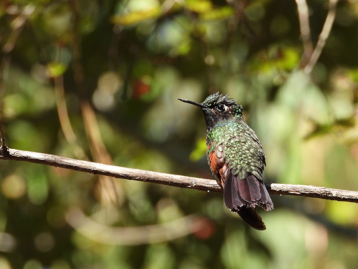 Garnet-throated Hummingbird - ML288836341