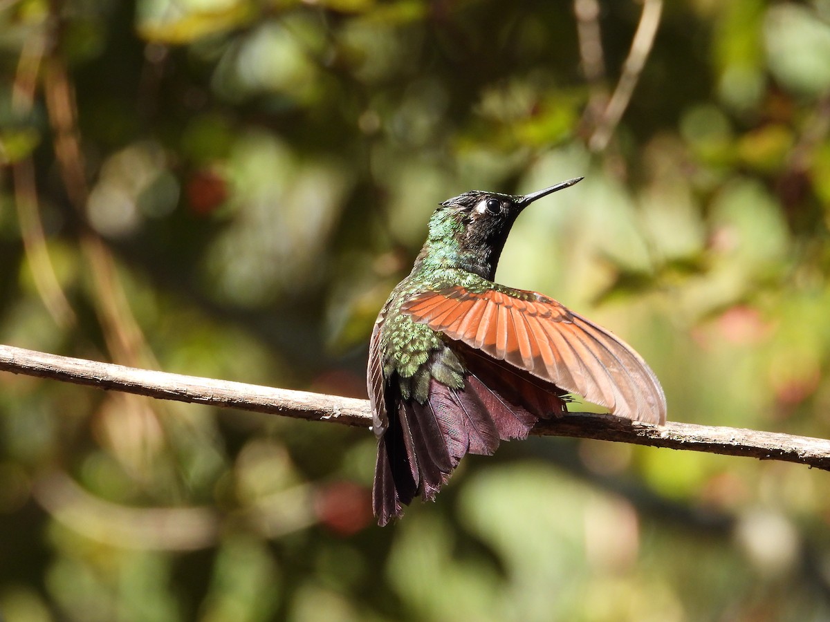 Garnet-throated Hummingbird - ML288836671