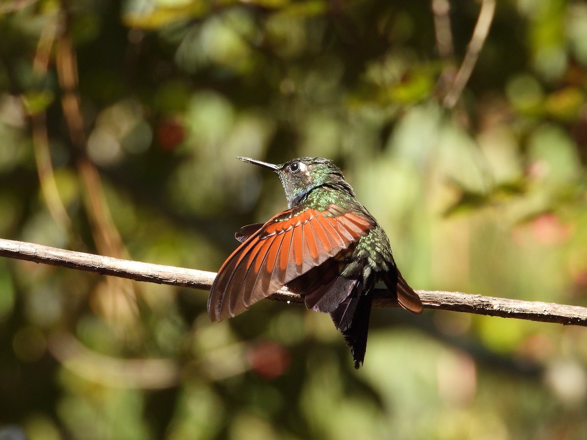 Garnet-throated Hummingbird - ML288836681