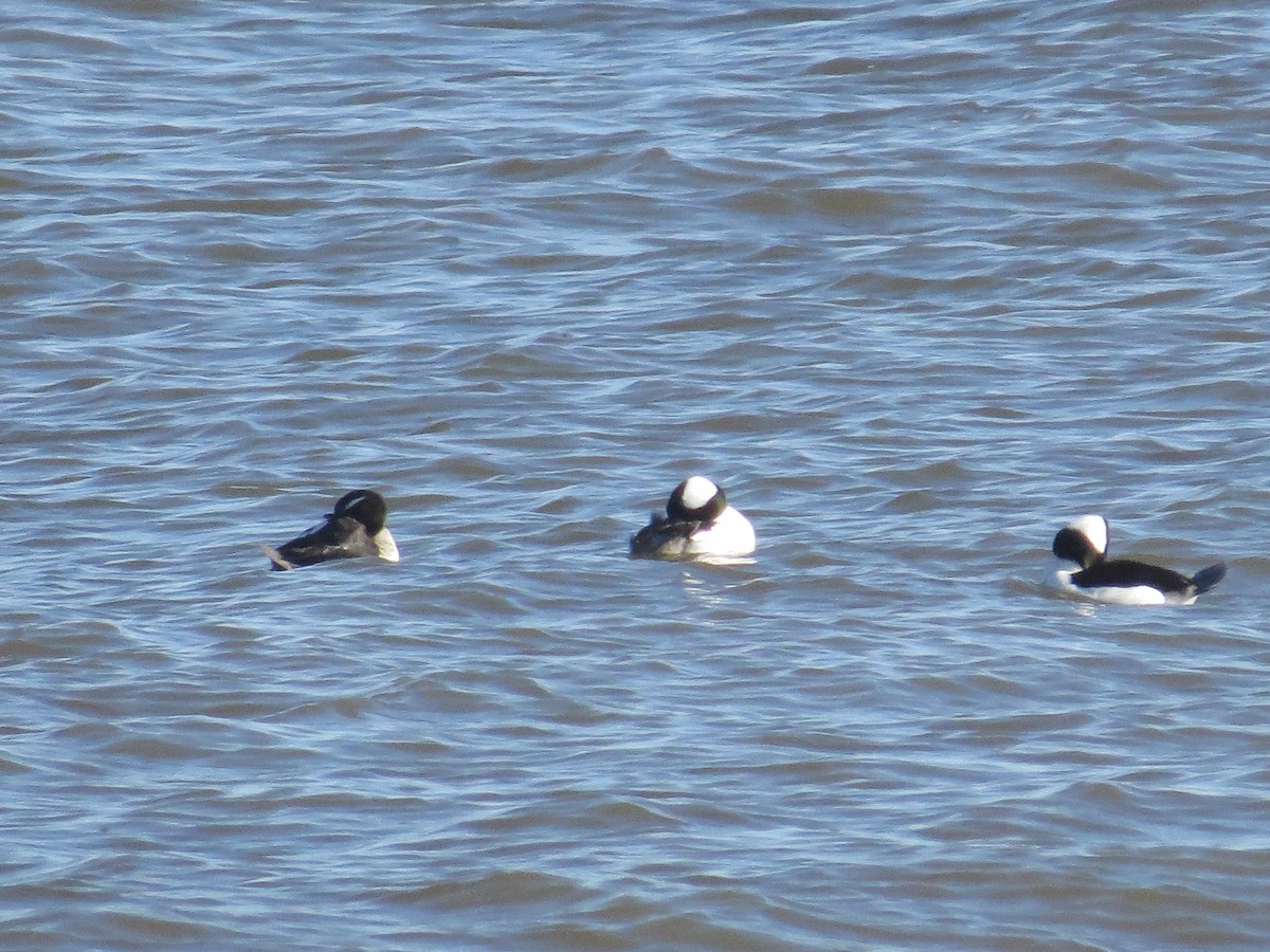 Bufflehead - Ray Miskowski