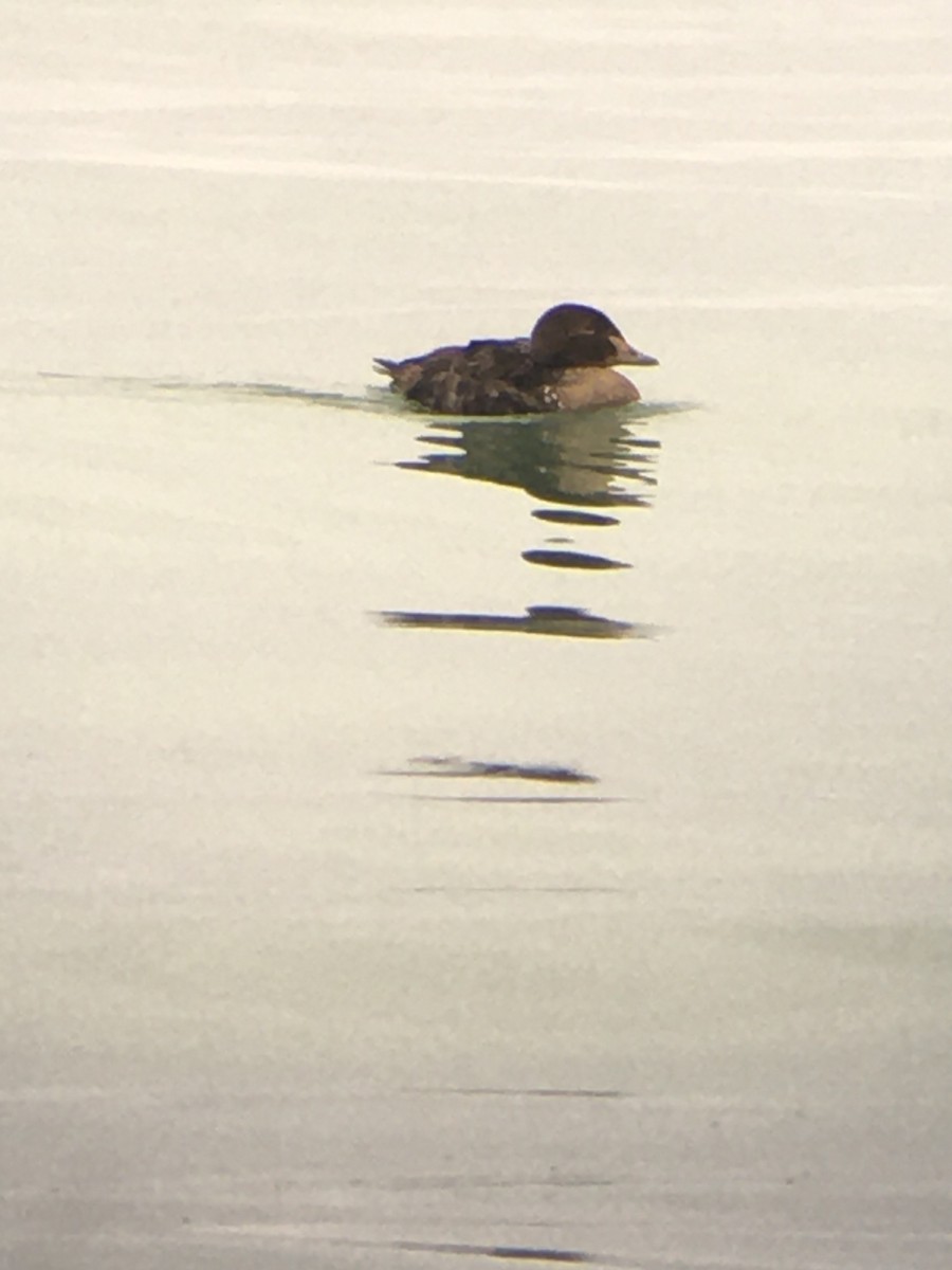 King Eider - Jim VanAllen