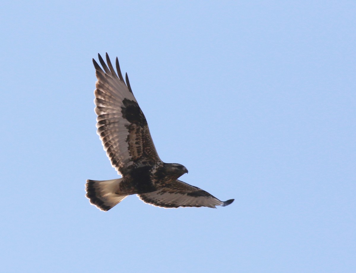 Rough-legged Hawk - ML288843051