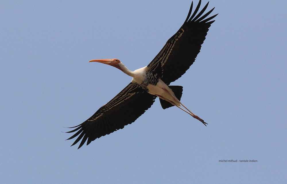 Painted Stork - Michel Mifsud