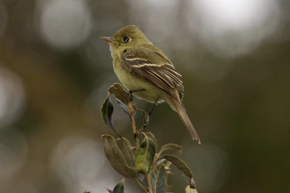 Western Flycatcher (Pacific-slope) - ML288845061