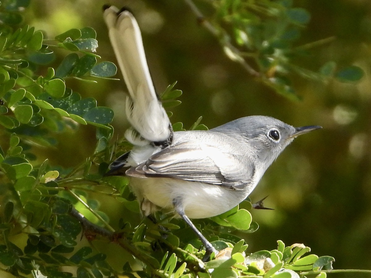 Blue-gray Gnatcatcher - Dayna Austin