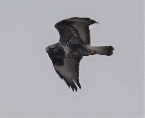 Rough-legged Hawk - ML288847381