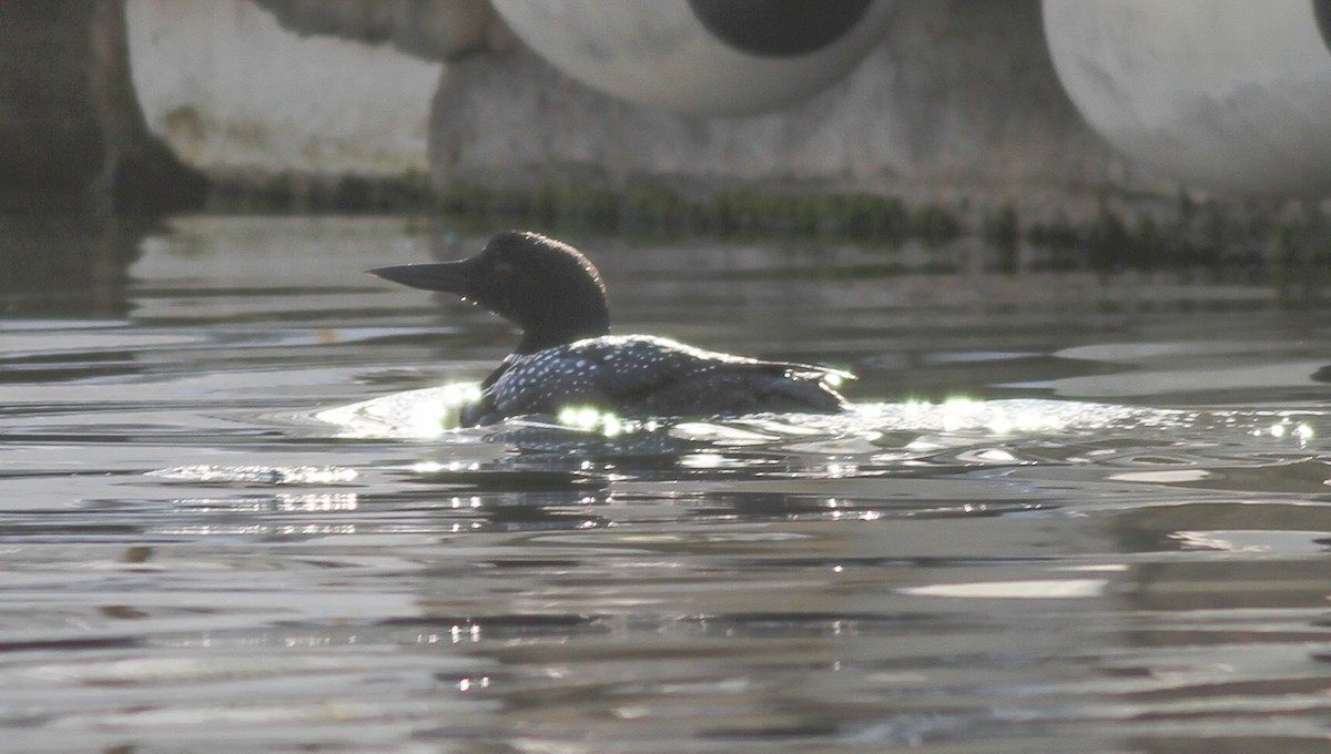 Common Loon - ML288847991