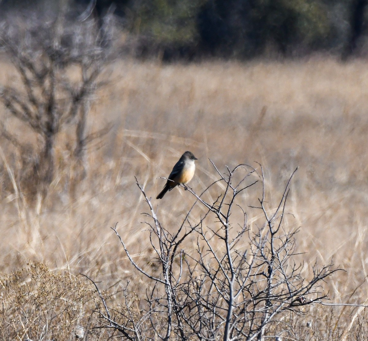 Say's Phoebe - ML288848451