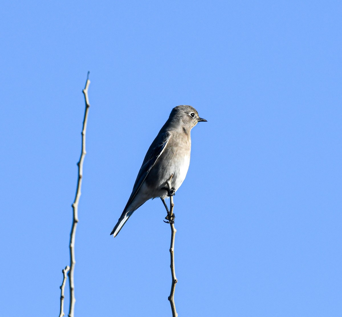 Mountain Bluebird - ML288848901