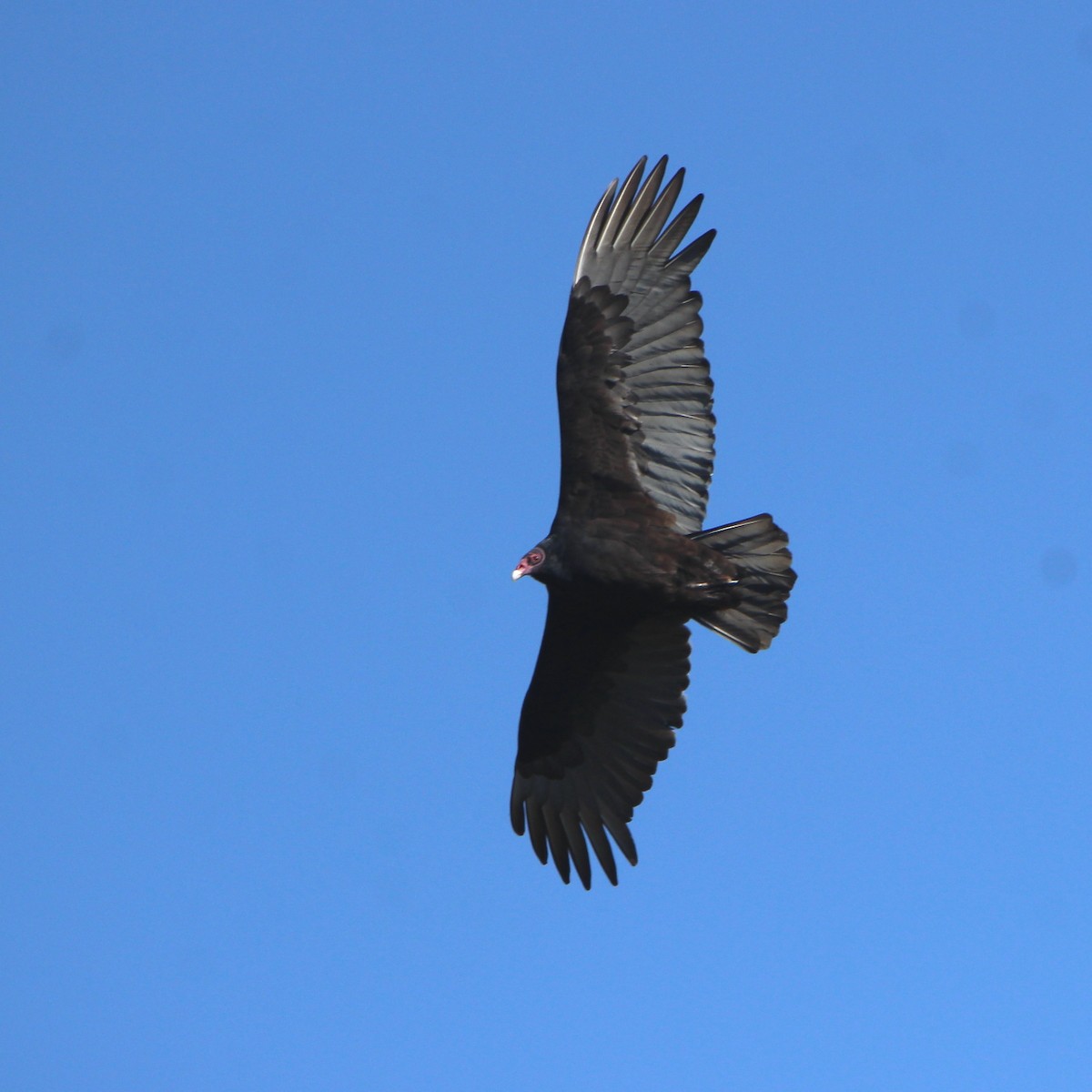 Turkey Vulture - ML288849011