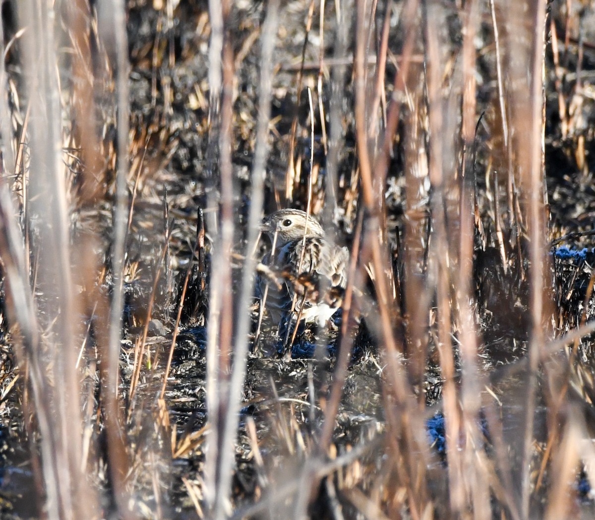 Chestnut-collared Longspur - ML288849401