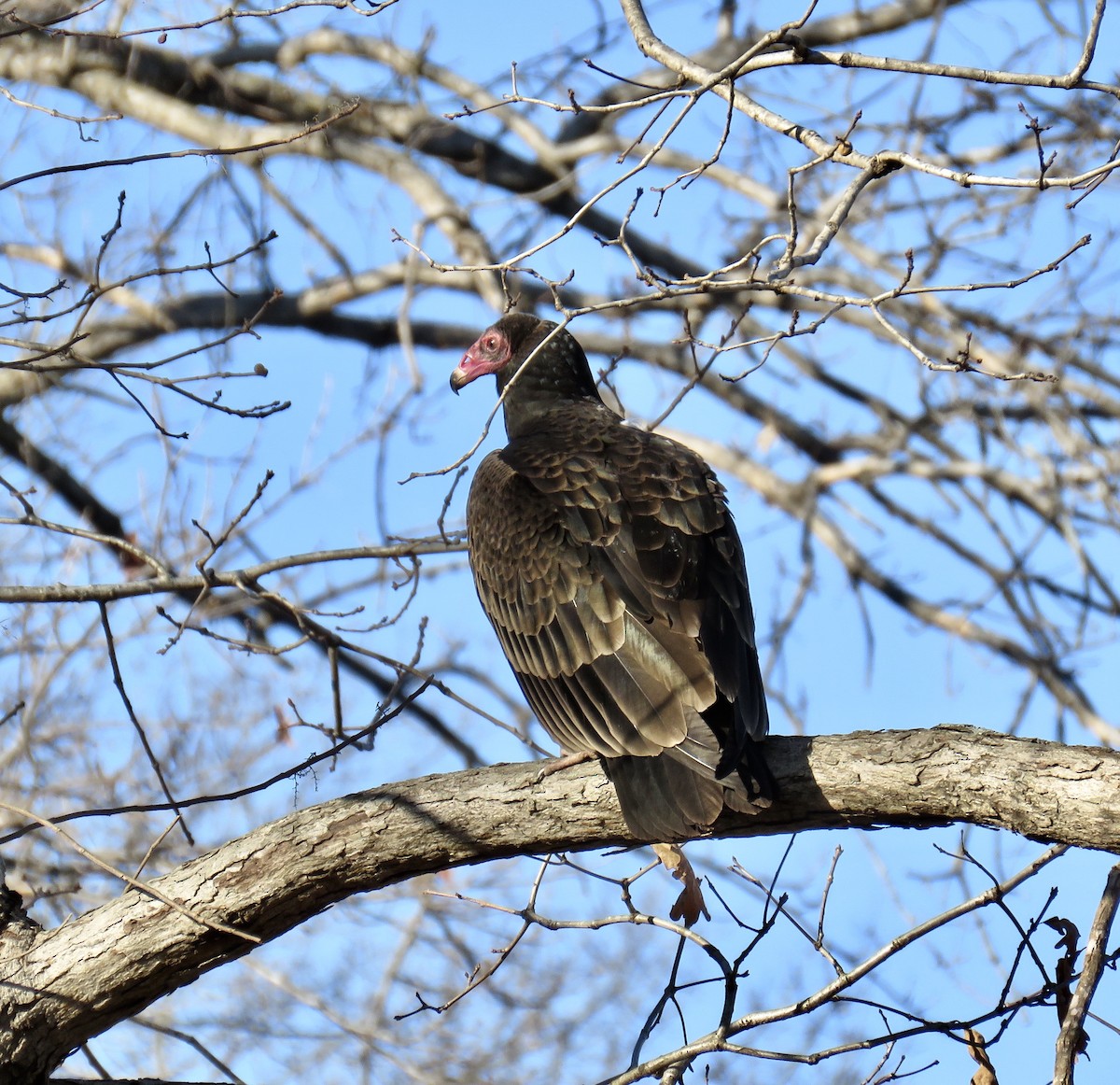 Turkey Vulture - ML288849441