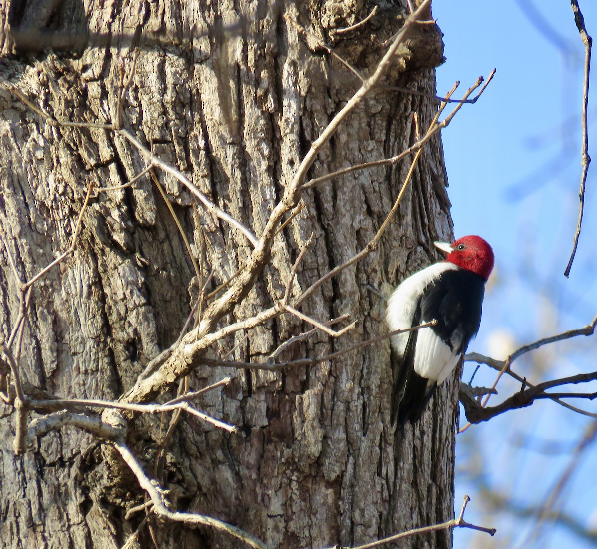 Red-headed Woodpecker - ML288849521