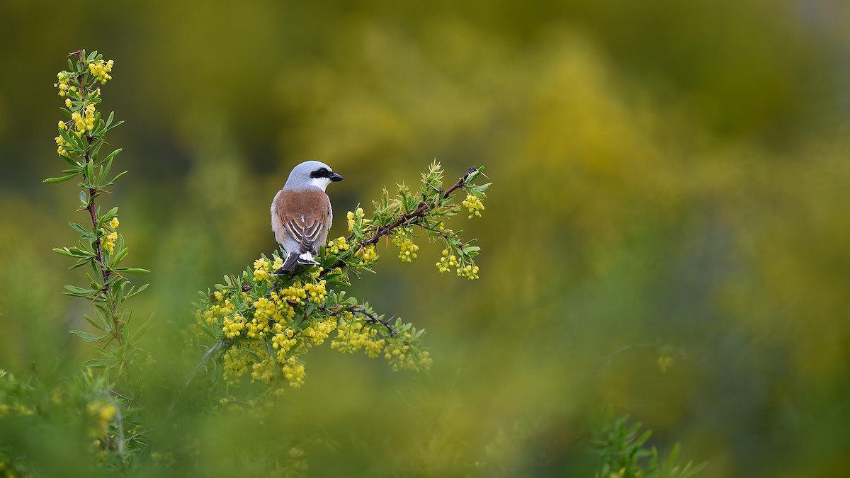 Red-backed Shrike - ML28885141