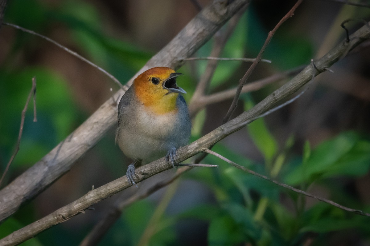 Orange-headed Tanager - Pablo Re