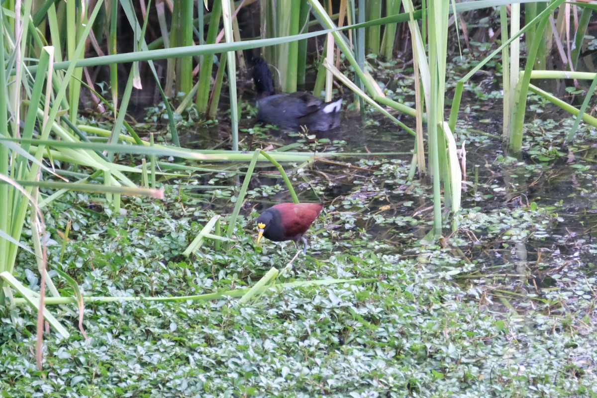 Northern Jacana - ML288853381