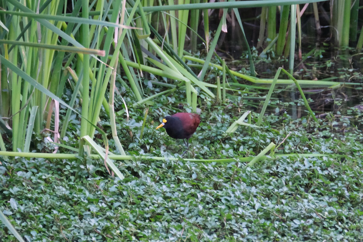 Jacana du Mexique - ML288853461