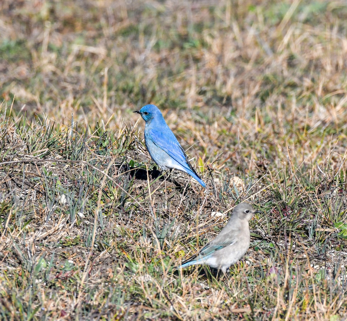 Mountain Bluebird - ML288854571