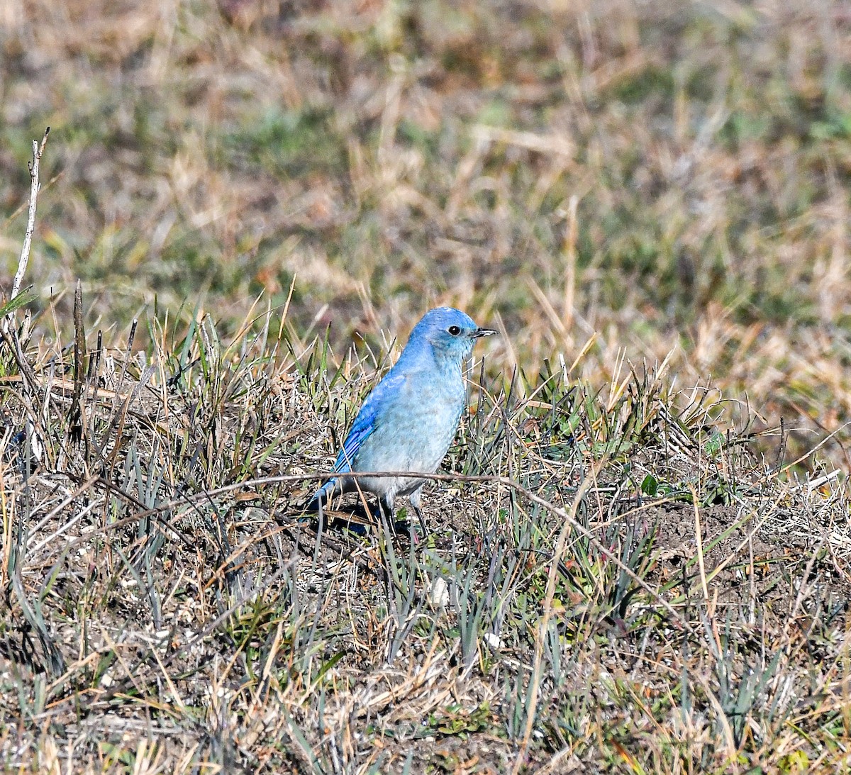 Mountain Bluebird - ML288854581