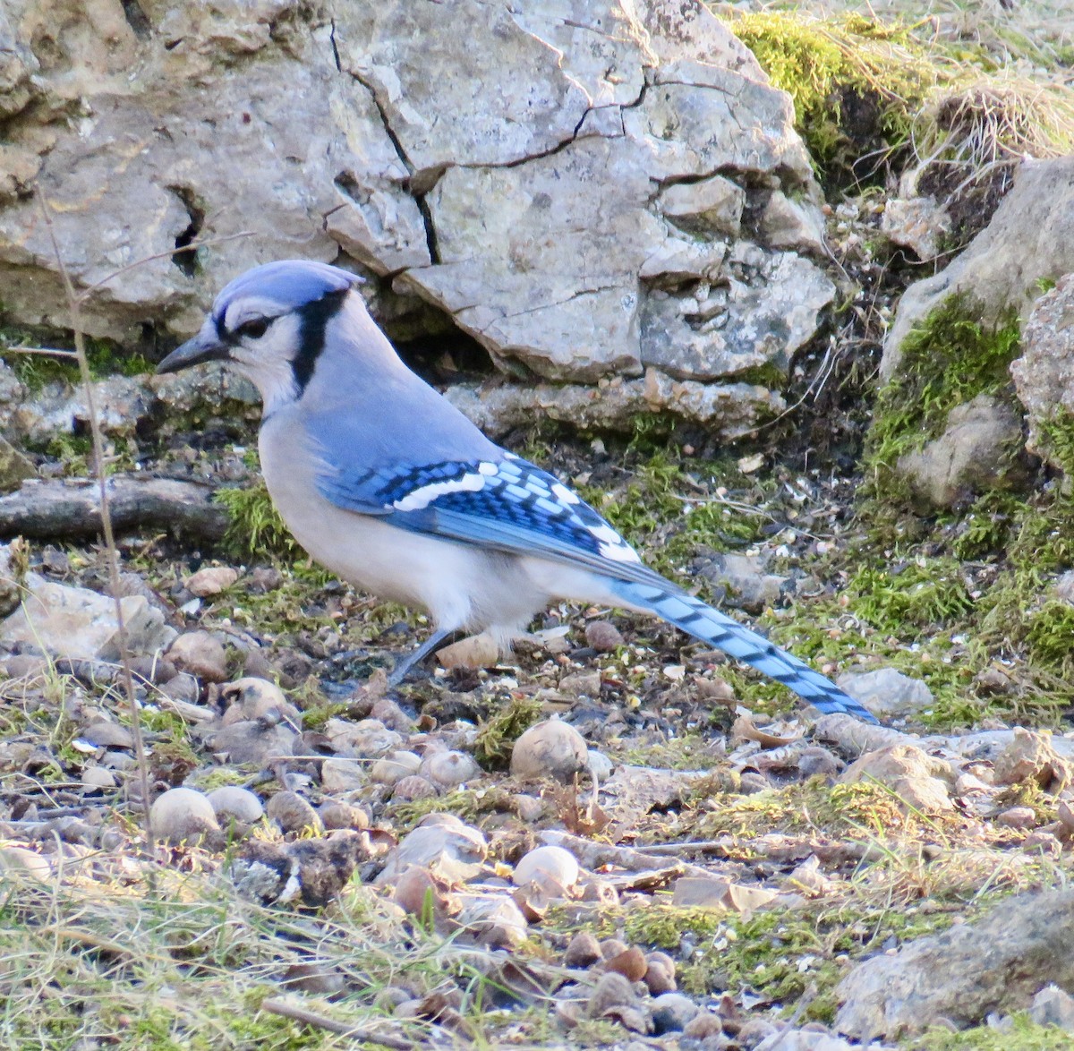 Blue Jay - Ann Tanner