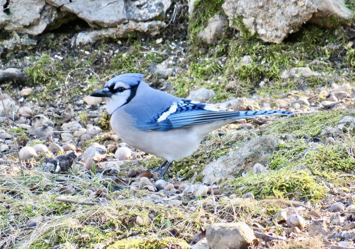 Blue Jay - Ann Tanner