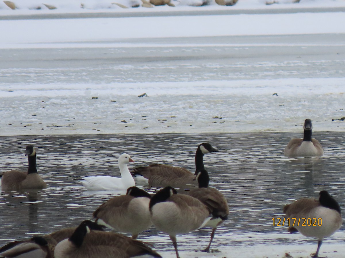 Ross's Goose - Bruce Ackerman