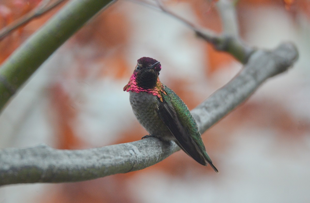 Anna's Hummingbird - Cedrik von Briel