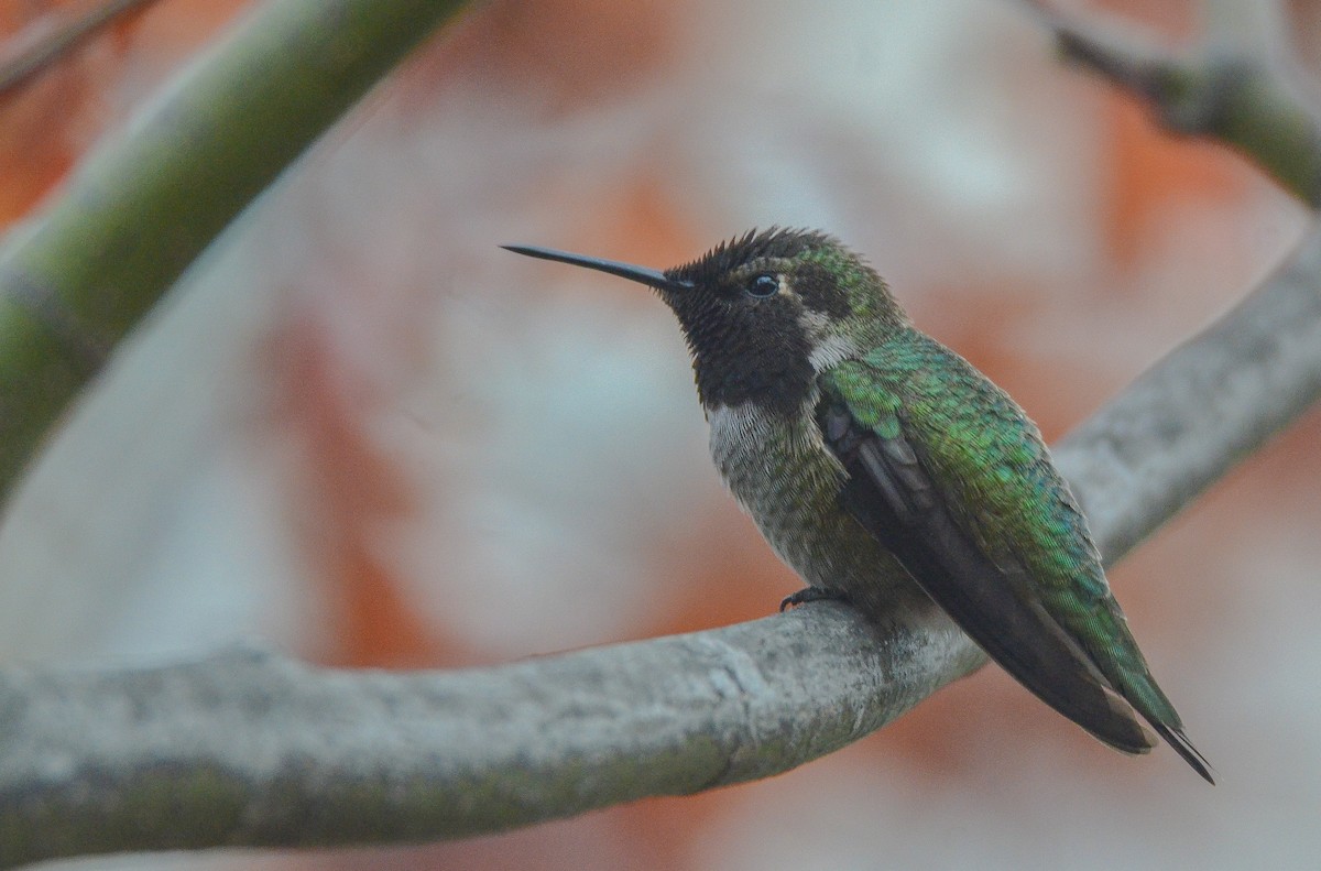 Anna's Hummingbird - Cedrik von Briel