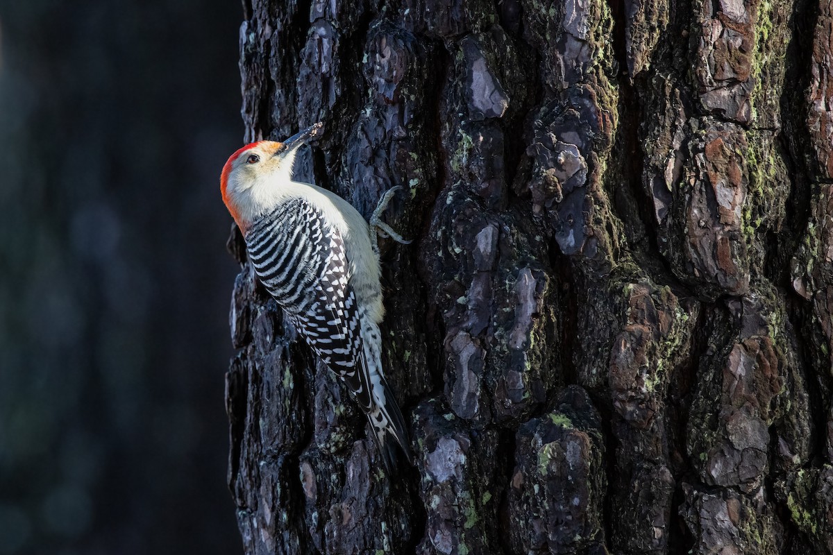 Red-bellied Woodpecker - ML288857621
