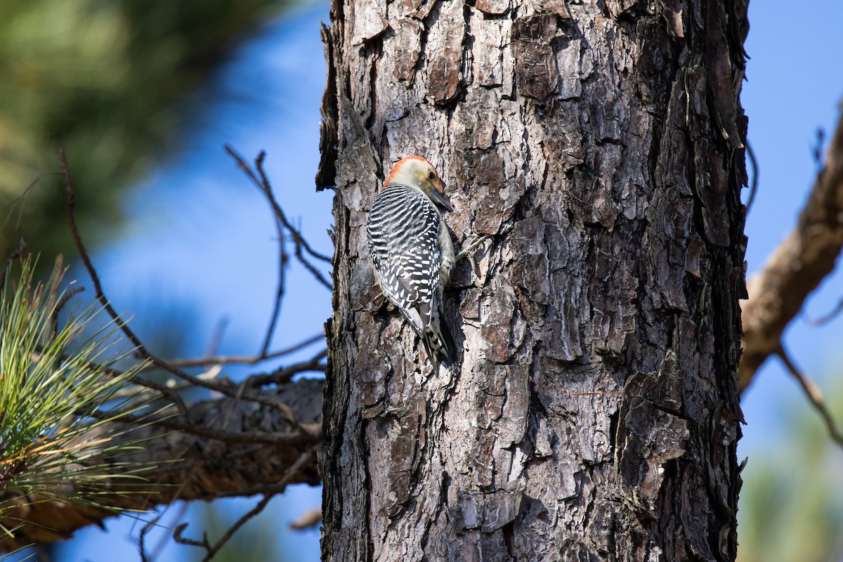 Red-bellied Woodpecker - ML288857671
