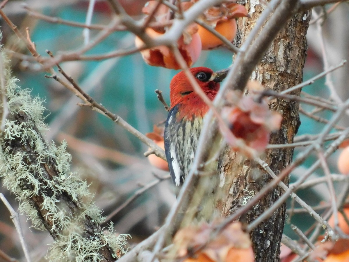 Red-breasted Sapsucker - ML288857811