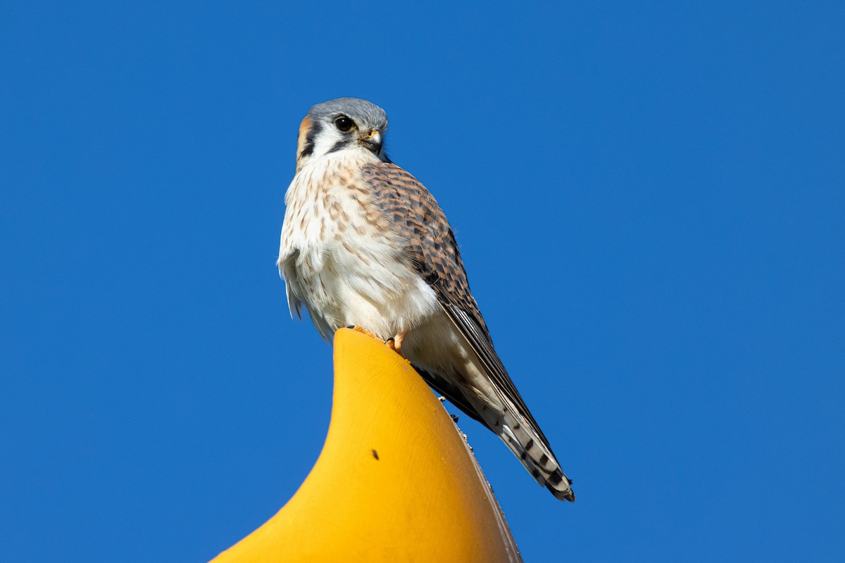 American Kestrel - ML288857871