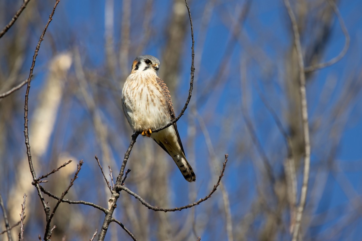 American Kestrel - ML288858001