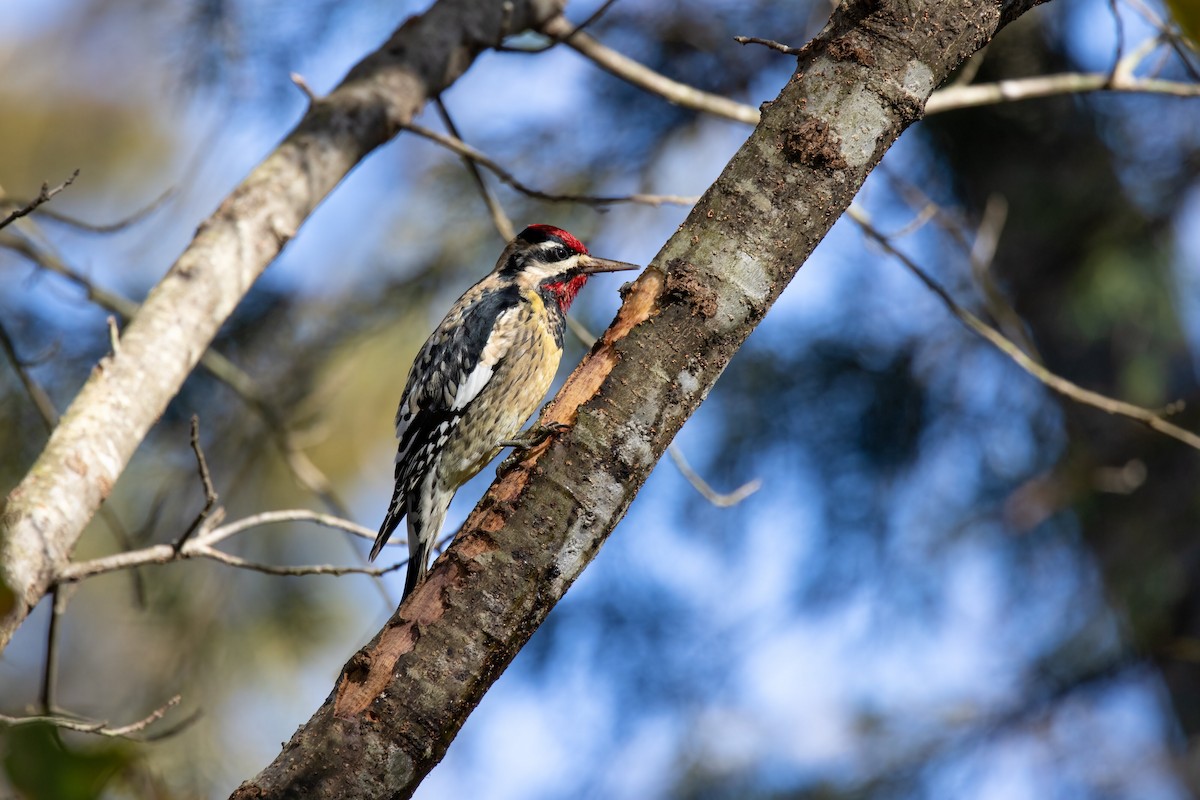 Yellow-bellied Sapsucker - ML288858041