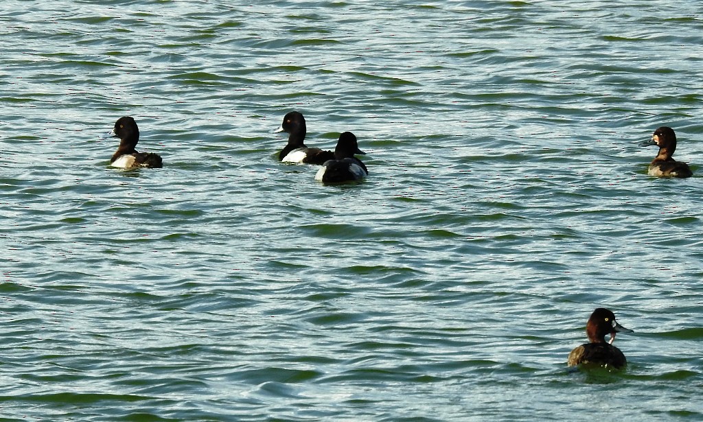 Lesser Scaup - Jan Meerman