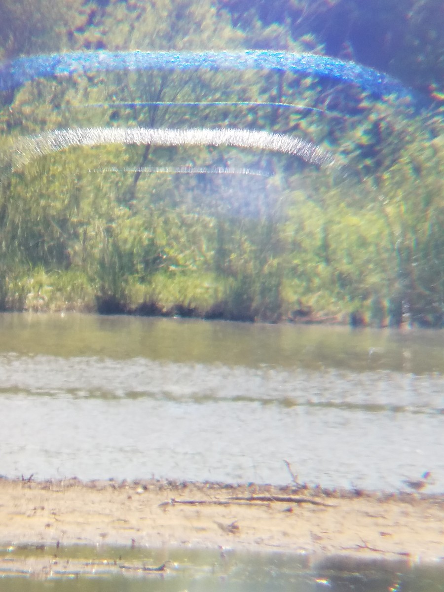 Greater Yellowlegs - ML28886291