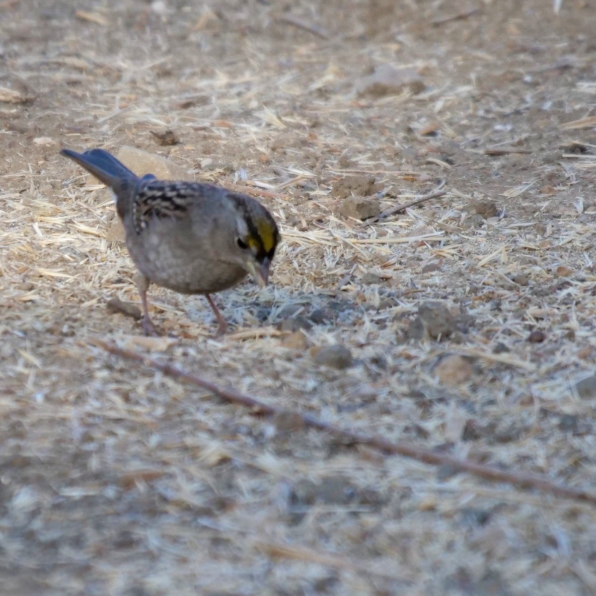 Golden-crowned Sparrow - Amy Worell