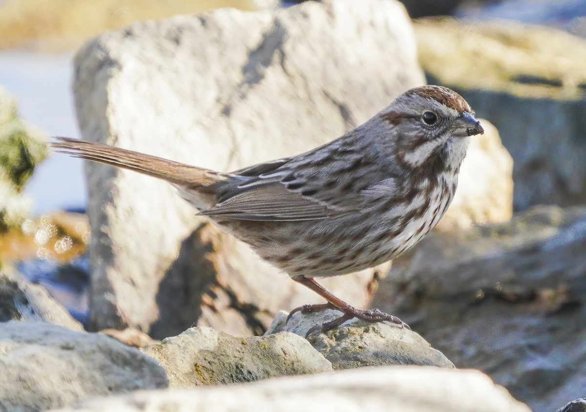 Song Sparrow - ML288869791